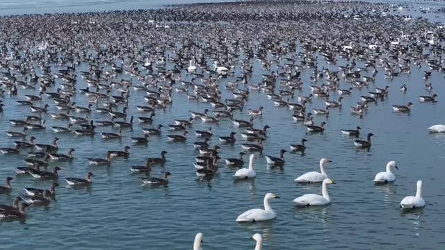 生態環境持續改善 大批候鳥飛抵桑干河:室內環境改善