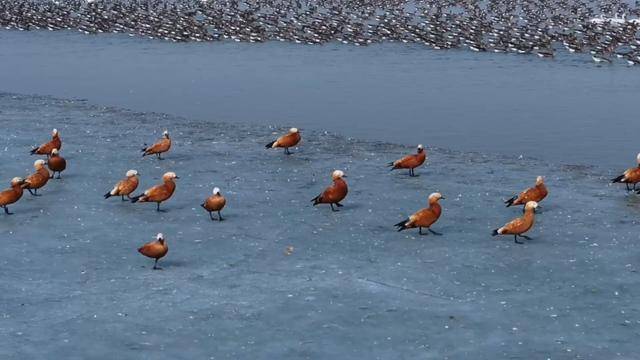 生態環境持續改善 大批候鳥飛抵桑干河:室內環境改善